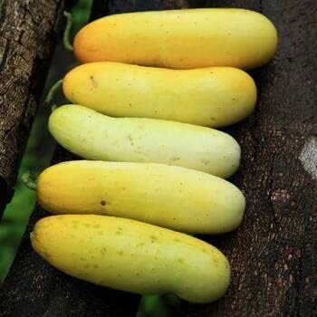 Yellow Cucumber Cucumis sativus seeds for garden planting